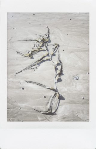 cayucos_2024_instax_01