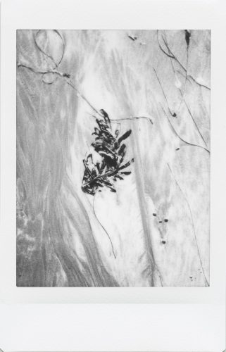 cayucos_2024_instax_05