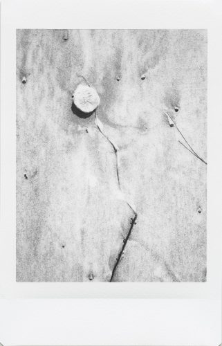 cayucos_2024_instax_10