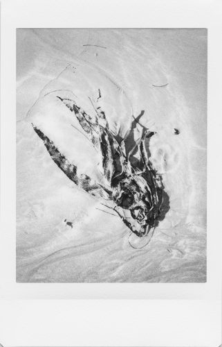 cayucos_2024_instax_11