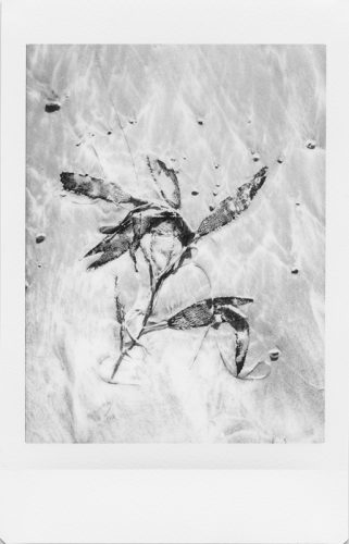 cayucos_2024_instax_12